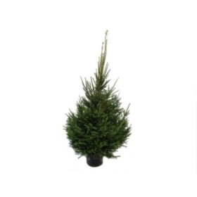 PICEA ABIES EXCELSA 175/200 CN