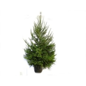 PICEA ABIES EXCELSA 200/250 CN