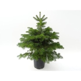 ABIES NORDMANNIANA 80/100 ARRELAT TURBA