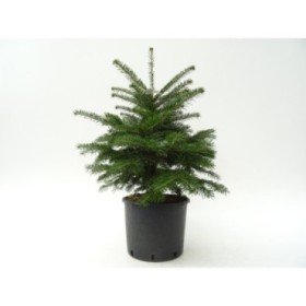 ABIES NORDMANNIANA 60/80 ARRELAT TURBA