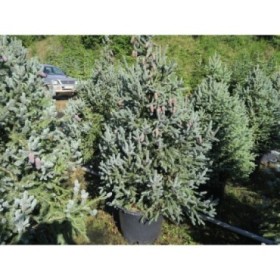 PICEA BALFOURIANA 150/175 50L