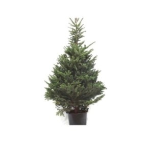 ABIES NORMANIANA 150/175 ARRELAT