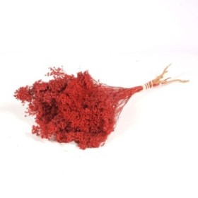 F.SECA, Broom bloom pomo rojo CRAFT