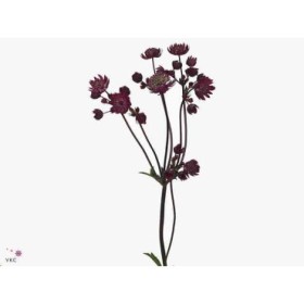 FLOR, ASTRANTIA STAR OF ROMA 60CM. x10