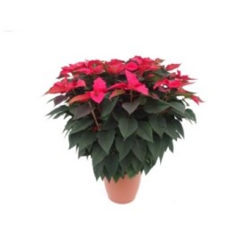 POINSETTIA   M40 ROJA Deco Terracota