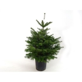 ABIES NORDMANNIANA  75/100 CN