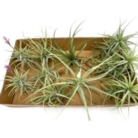 TILLANDSIA SUELTA para pegar, GRANDE