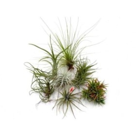 TILLANDSIA SUELTA para pegar, GRANDE