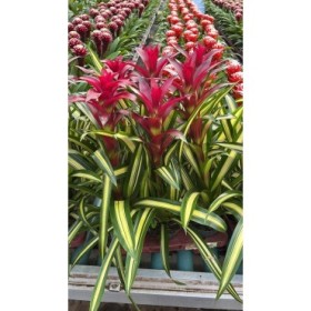 GUZMANIA  M13  MALVINA