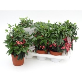 ARDISIA  M14 ROSA