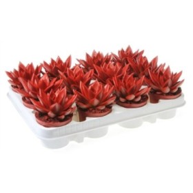 ECHEVERIA MIRANDA  M 9 pintada ROJA