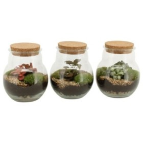 TERRARI PLANTA MINI D20 H22