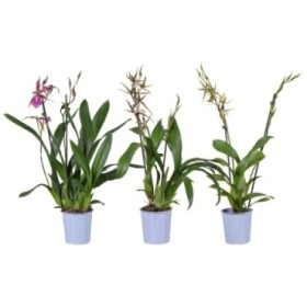 BRASSIA MIX M12-55cm. 2 vares ORQUID