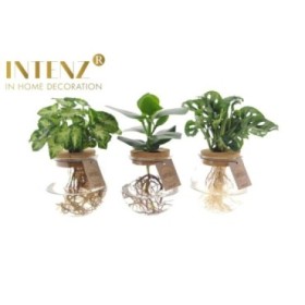 PLANTA VERDE MIX EN AIGUA Bolglas