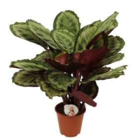 CALATHEA  M19  MYSTY