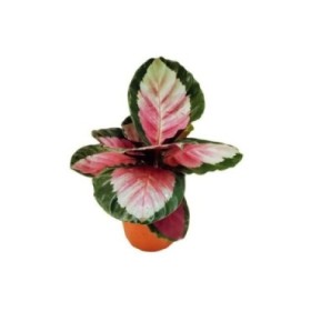 CALATHEA  M12  ROSEA-PICTA Rosy