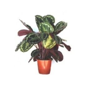 CALATHEA  M19  MEDAILLON