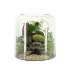 TERRARI PLANTA MINI D25 H26 Landscape