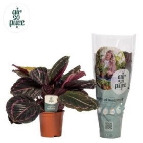 CALATHEA  M14  ROSEA-PICTA Dottie