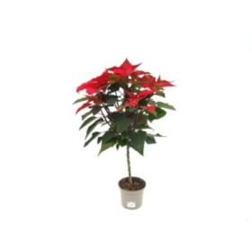 POINSETTIA  M19 COPA 90cm.