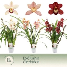 CYMBIDIUM, 4 branques M12- 60 MIX Exclusiva