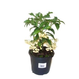 ARDISIA  M14- 40cm. BLANCA