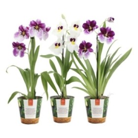 MILTONIA  M12-40cm. orquidia 1 vara