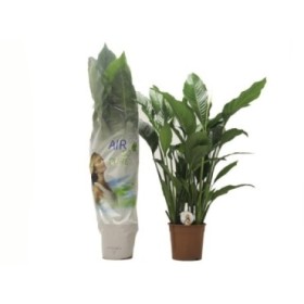 SPATHIPHYLLUM  M24- 110cm. Sebastiano