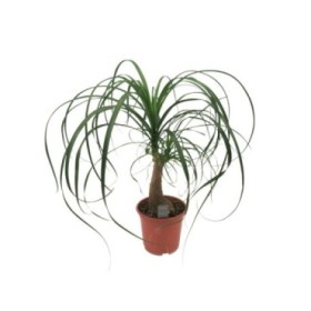 BEAUCARNEA 1tronc  60cm. M19