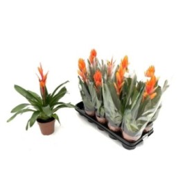 VRIESEA CHRISTIANE M12 NARANJA