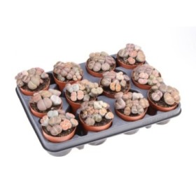 LITHOPS MIX M 8  GRUP