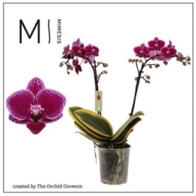 PHALAENOPSIS  M12 2 VARES H50 Magic Leaf