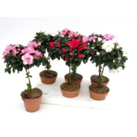 AZALEA  COPA  M13 diam.20