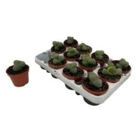 LITHOPS MIX M 9 (precio unidad)