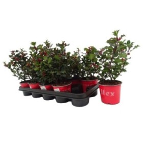 ILEX Blue Angel BAYA NATURAL M12