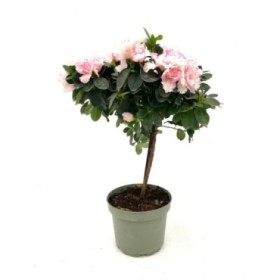 AZALEA COPA M18 H50+ diam.35