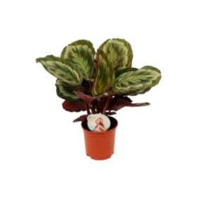 CALATHEA  M14 MYSTI