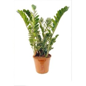 ZAMIOCULCAS  M27 -100cm.