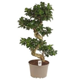 FICUS GINGEIN M24- 50cm. test