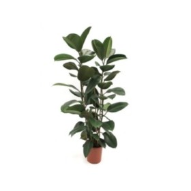 FICUS ROBUSTA, 2 plantes M20- 90cm. ramificado