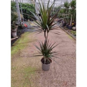 DRACAENA MARGINATA MAGENTA M17 45-15