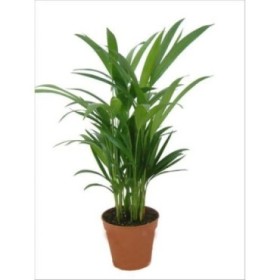 ARECA  M14 H60 Sr.