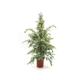 FICUS TWILIGHT  M22-150cm.