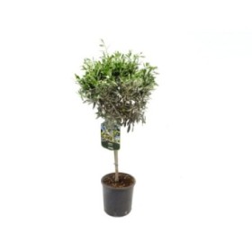 OLEA EUROPAEA  M23 - COPA 100/110cms