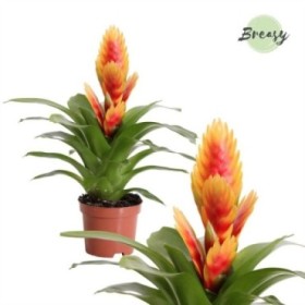 VRIESEA CHRISTIANE  M 9 Naranja