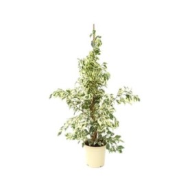 FICUS TWILIGHT  M17- 90cm.