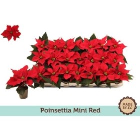 POINSETTIA   M 6 MINI ROJA