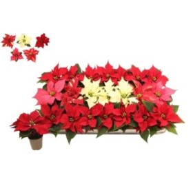 POINSETTIA   M 6 MINI MIX