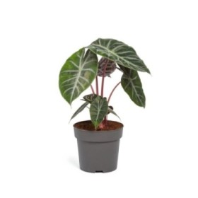 ALOCASIA M17  Pink Dragon