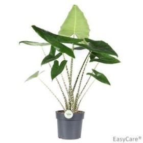 ALOCASIA  M24- 100cm Zebrina